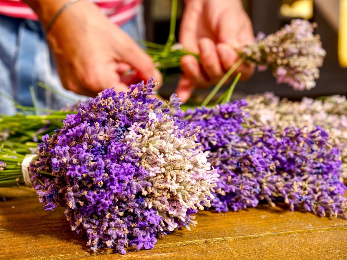 Lavender flowers, hands and preparing of nice smells bouquets on vintage yellow working table. French garden.