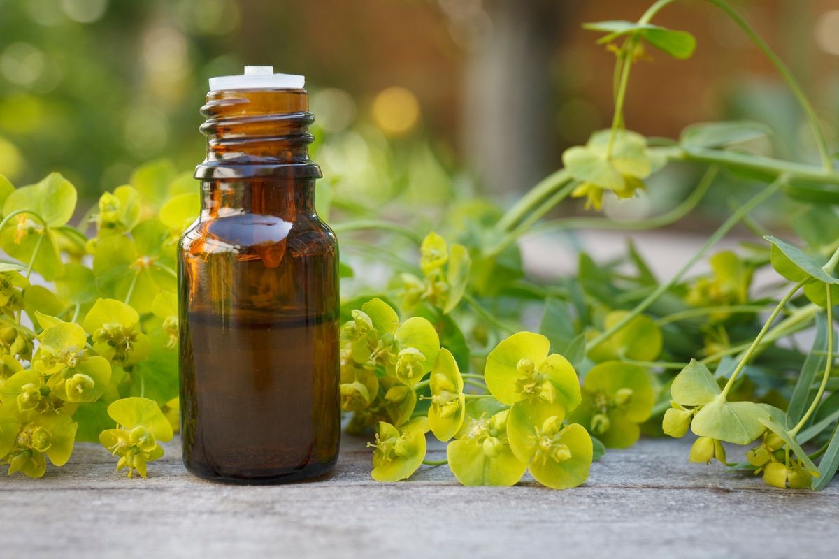 Euphorbia essential oil (infusion, extract, remedy, tincture) glass bottle with fresh Euphorbia flowers on wooden background 